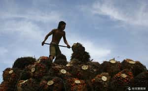 致命病毒也擋不了財路   棕櫚油公司迫賴國民賣地