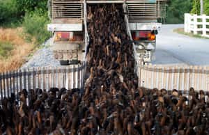 【地球 24小時】09/15 鴨鴨除蟲特種隊，參上！