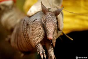 【馬不停蹄的地球 24小時】09/08 救出大火裡的小犰狳