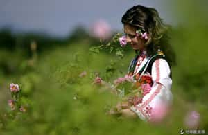 花開的季節 保加利亞芬芳玫瑰節