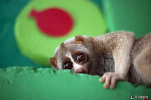 大眼深藏致命吸引力  地球唯一有毒靈長類懶猴