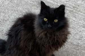 美國棒球場首席捕鼠官宣布退休，請給牠一個家