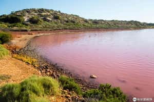 澳洲新網美景點 墨爾本公園湖面變成粉紅色 