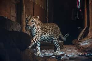 潛伏城市的大貓 印度孟買花豹成狂犬病剋星