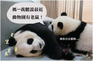 圓仔告狀：動物園裡有大老鼠？