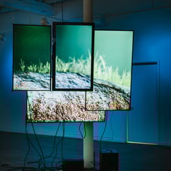 2024-02-23 Sporobole7.jpg