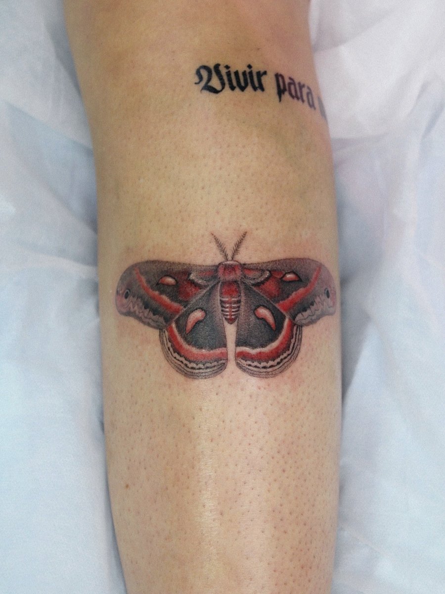 A colorful neo-traditional moth tattoo on the calf with intricate wing patterns and delicate shading — by Melanie Benoit, los angeles
