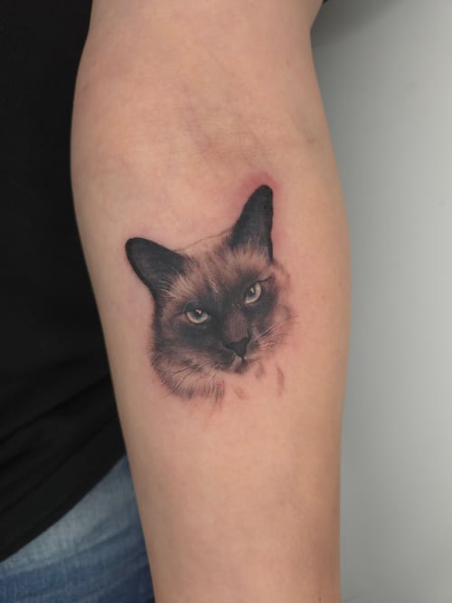 A realistic black and grey portrait of a cat on the forearm, capturing detailed facial features and fur texture — by ashynucklestattoo, los angeles