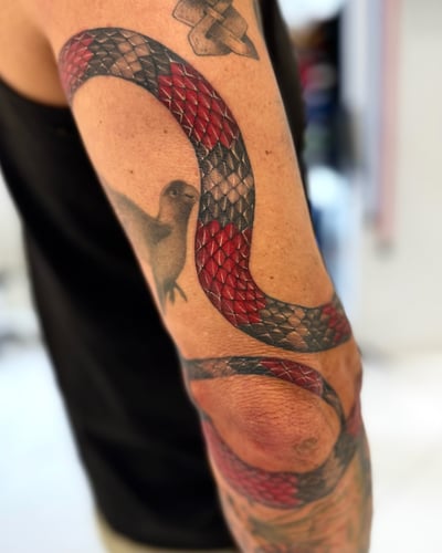 A colorful neo-traditional tattoo of a snake and bird wrapping around the arm, featuring bold outlines and detailed scales — by otaybeatdown, los angeles