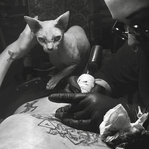 black and white studio shot of blackwork linework in progress with a sphynx cat looking on — by tag devilish, los angeles