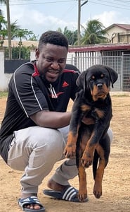 Dog attacks in Ghana highlight need for responsible dog ownership