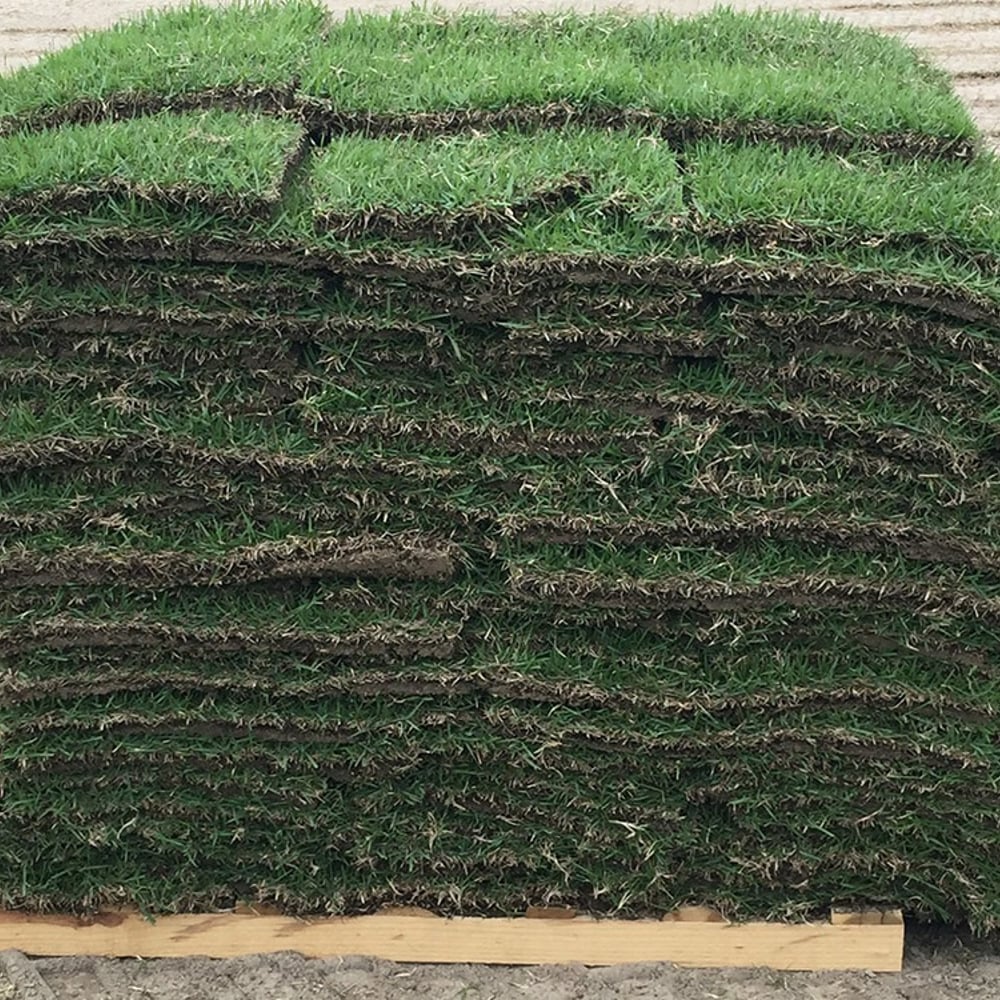 Centipede Sod