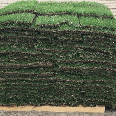 Centipede Sod Image