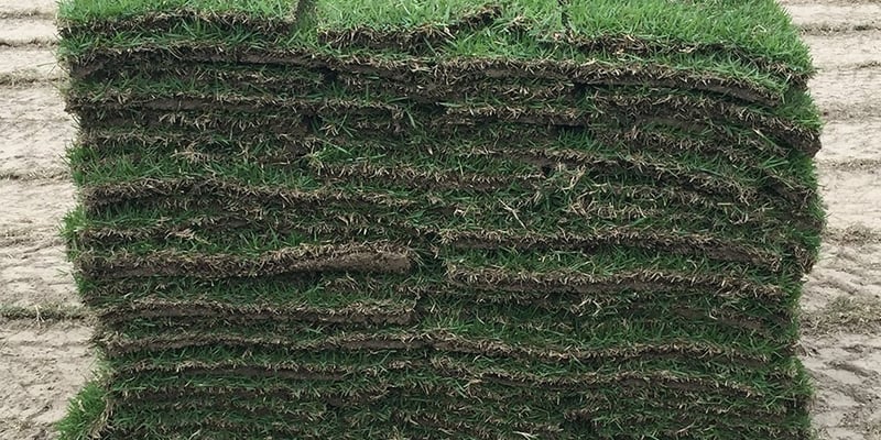 Centipede Sod