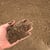 Screened Topsoil