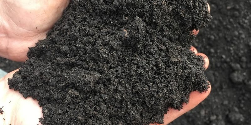 Black Dirt