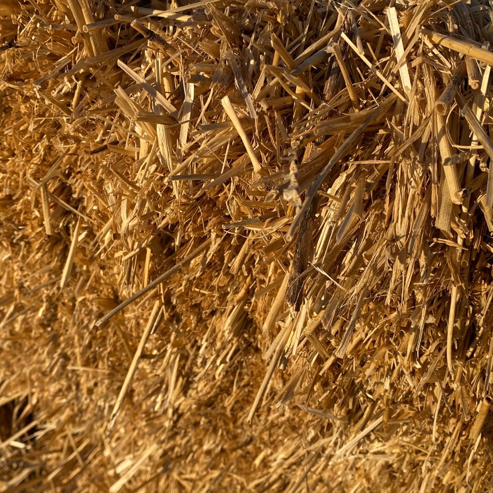 Wheat Straw