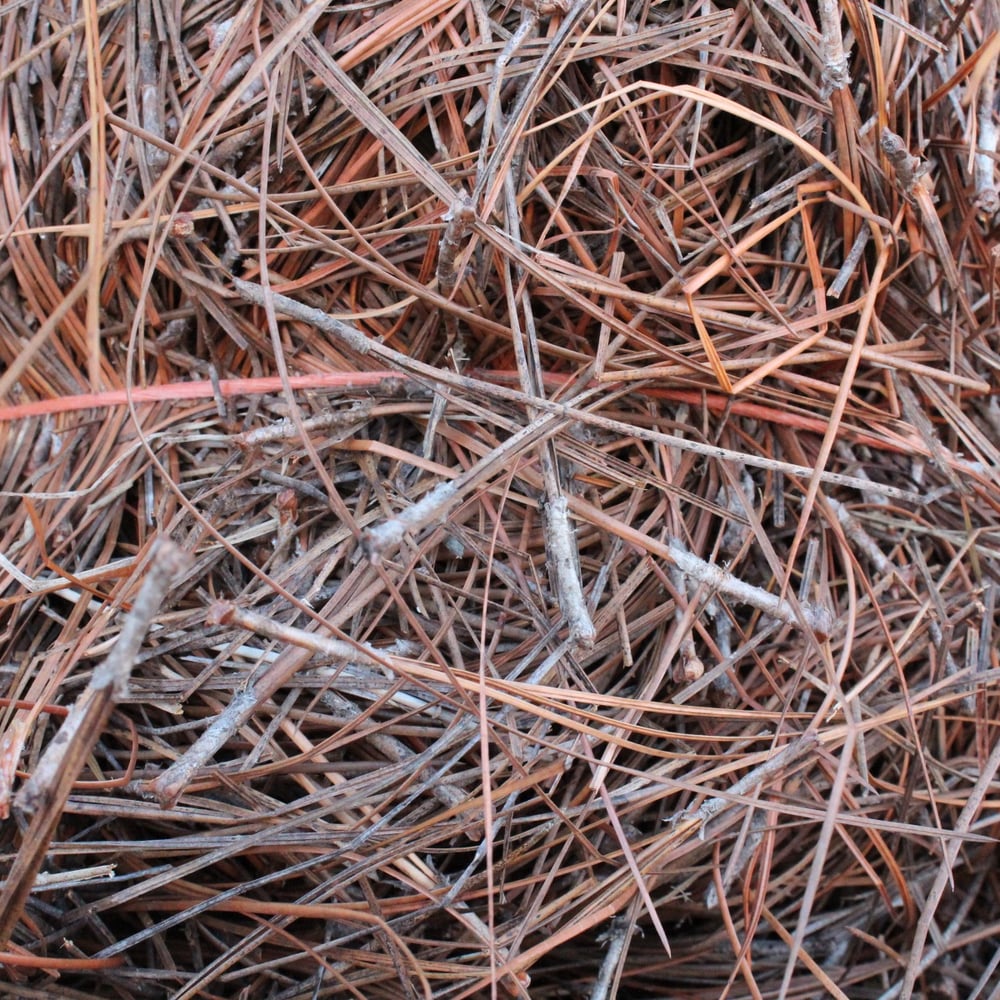 Pine Straw Regular Needle
