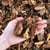 Overhead photo of Missoula Nugget Fir Bark for delivery with a hand for scale.