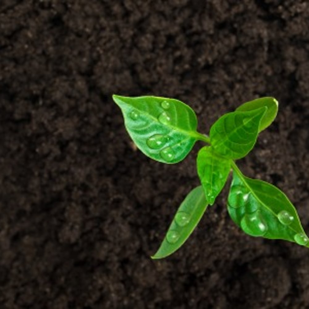 Ultra Brown Mulch Copy