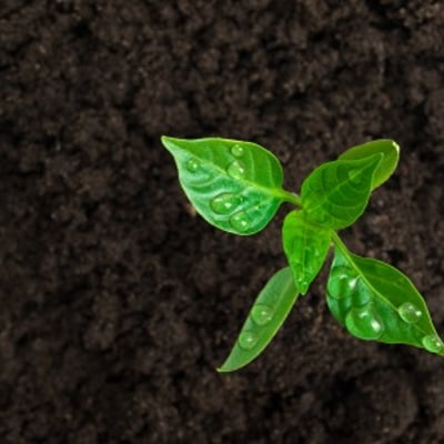 Ultra Brown Mulch Copy