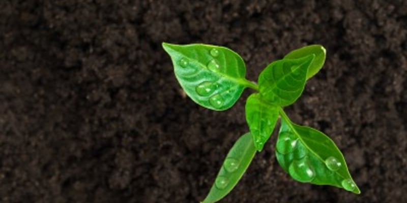 Ultra Brown Mulch Copy