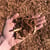 Overhead view of reddish shredded fir bark a landscape material available for delivery from Little Dumps Missoula. A hand is in the photo for product scale.