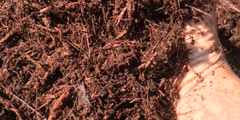 Triple Shredded Red Oak