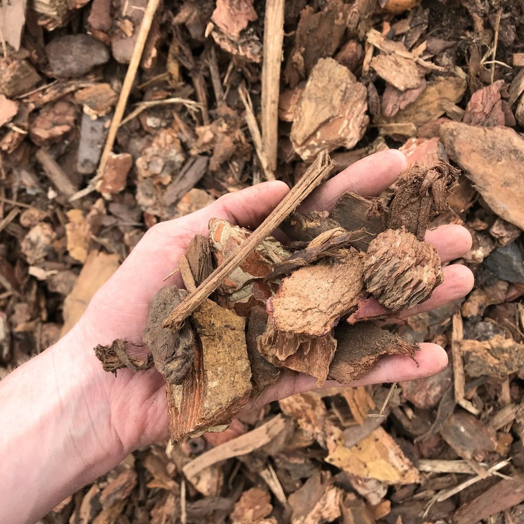 Overhead view of nugget fir bark being held in a hand for scale.