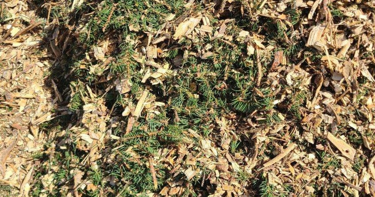 Missoula Arborist Wood Chip Delivery Little Dumps