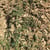 Arborist Wood Chips