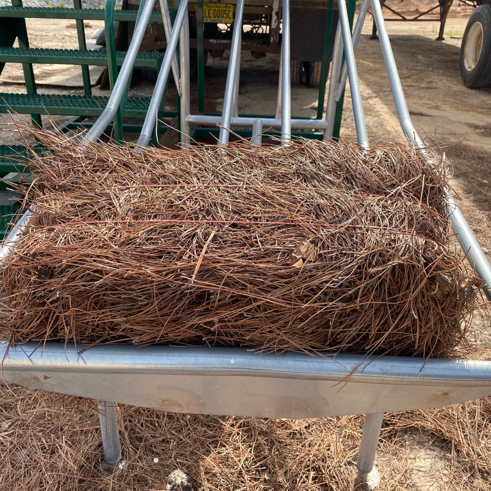 Pine Straw Long Leaf Needle