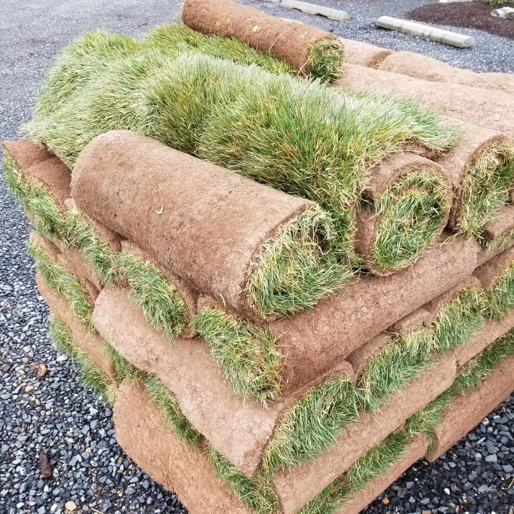 Fescue/Bluegrass Blend Sod