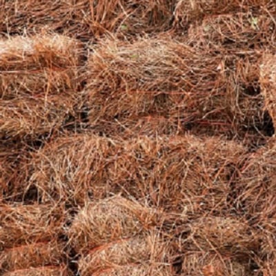 SC Long Needle Pine Straw Image