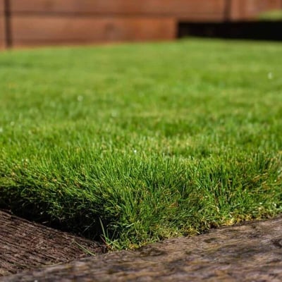 Zeon Zoysia Sod Image
