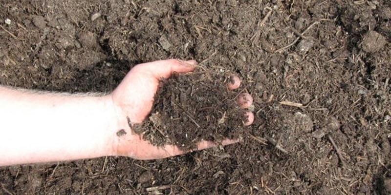 Mushroom Compost