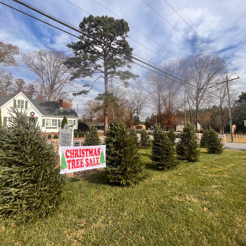 PRE ORDER Fraser Fir 8'-9'