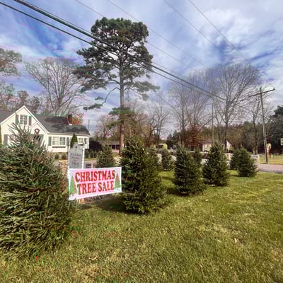 PRE ORDER Fraser Fir 8'-9' Image