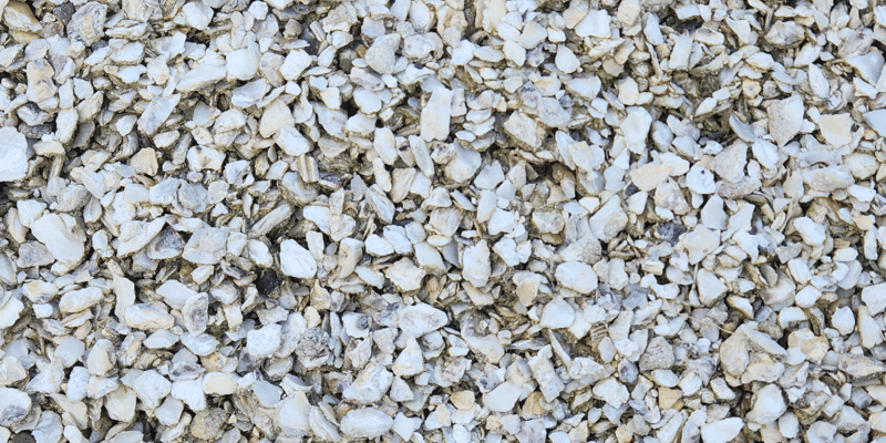 Seashells