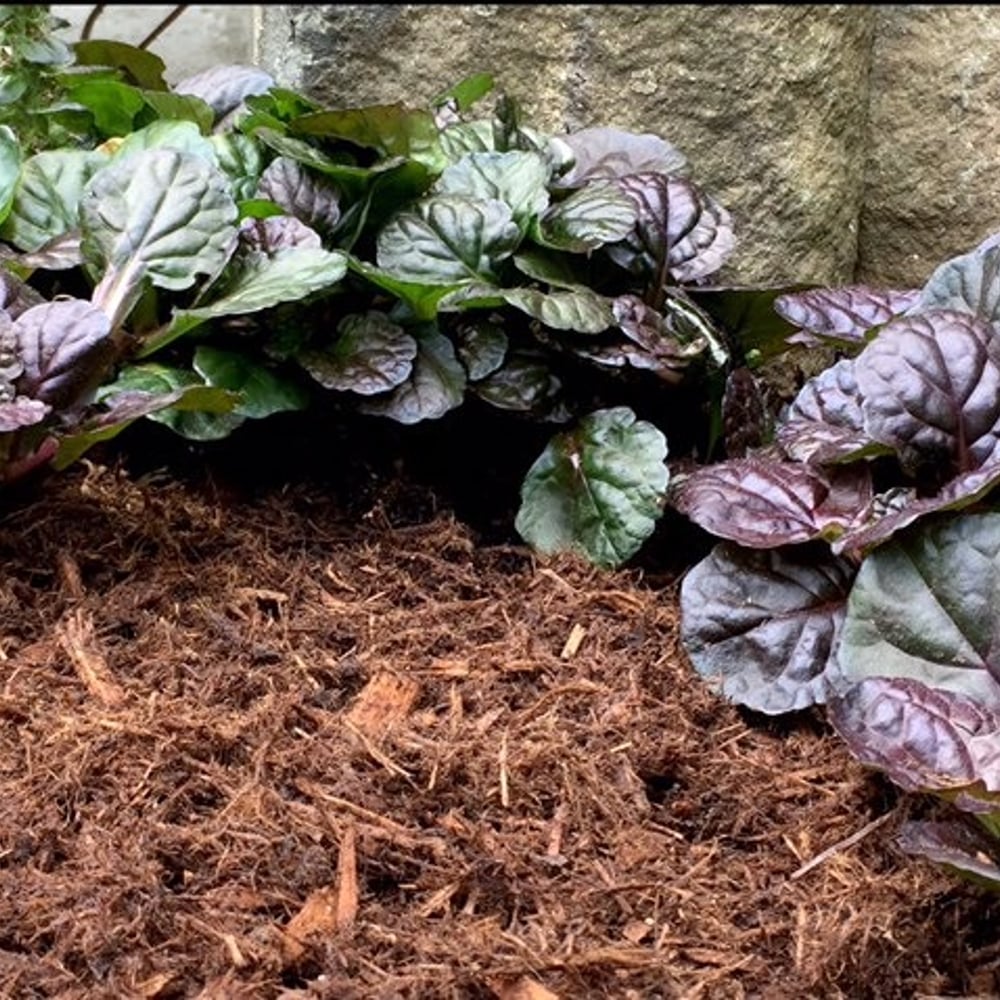 Canadian Cedar Mulch