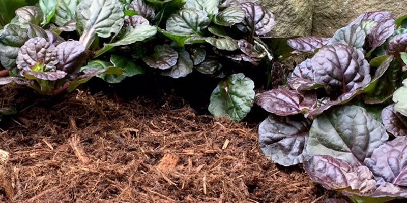 Canadian Cedar Mulch