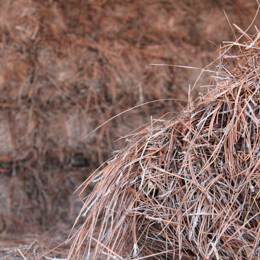 Pine Straw Long Leaf Needle