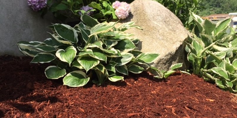 Hemlock Mulch