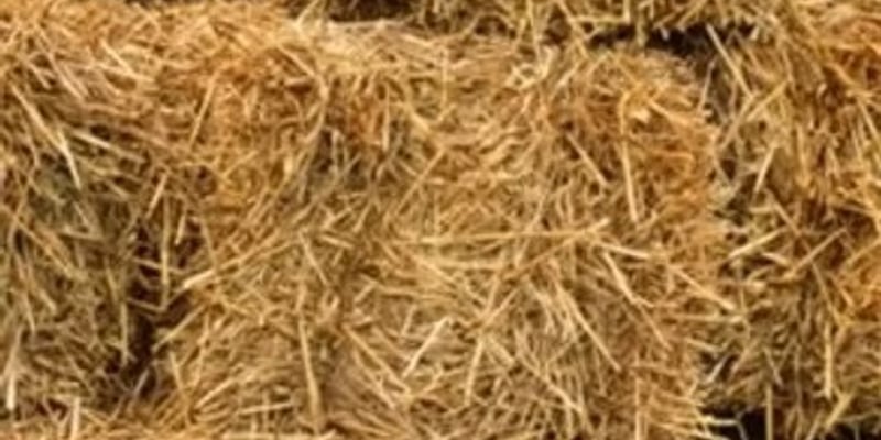 Wheat Straw