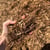 Shredded Cedar Mulch
