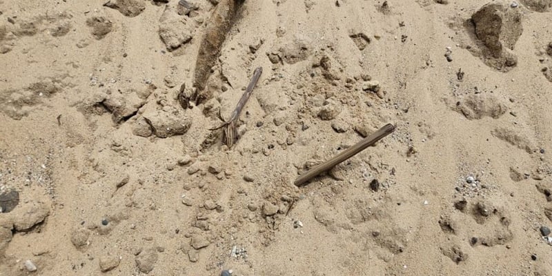 Fill Sand