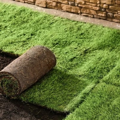 Bermuda TifTuf Sod Image