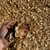 Pine Wood Chips