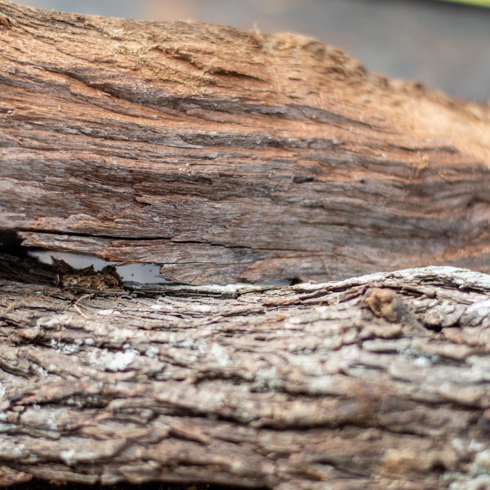 01 - Premium Kiln Dried Mesquite Firewood