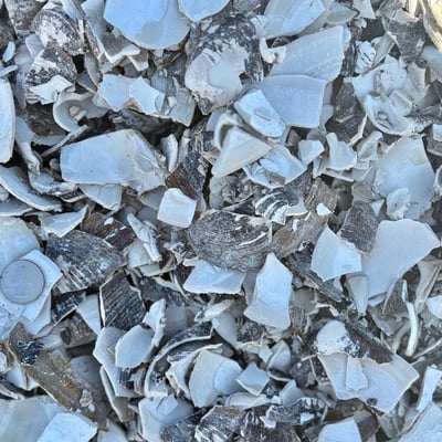 Sea Shells Image
